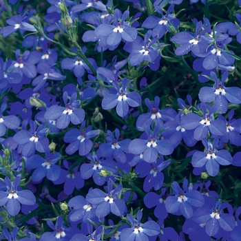 Lobelia erinus ''USLOB0901'' PP21791, Can 4076 (Lobelia) - Laguna® Dark Blue