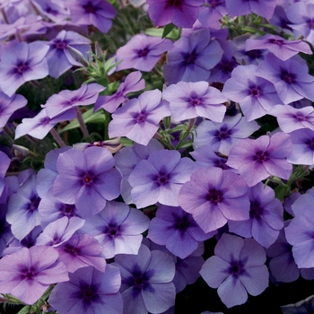 Phlox ''USPLX60306'' PP21646, Can 4144 (Phlox) - Intensia® Blueberry