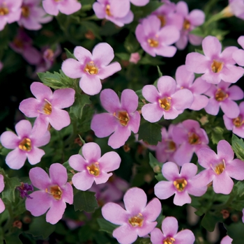 Sutera cordata ''INSUTSNPIM'' PPAF, Can PBRAF (Bacopa) - Snowstorm® Pink