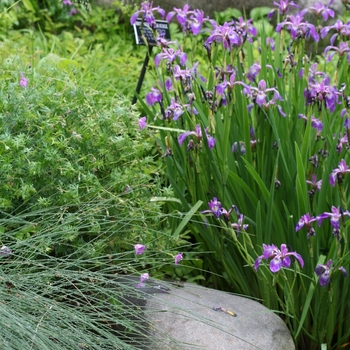 Iris versicolor (Blue Flag) - Blue Flag