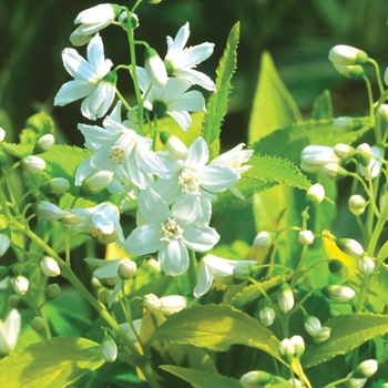 Deutzia gracilis 'Chardonnay Pearls®' - Deutzia