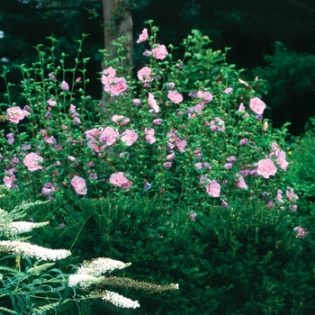 Hibiscus syriacus ''Notwoodone'' PP12619 (Rose Of Sharon) - Lavender Chiffon® Rose Of Sharon