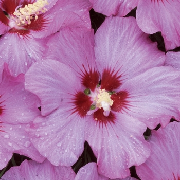 Hibiscus syriacus ''Minrosa'' (Rose of Sharon) - Rose Satin® Rose of Sharon