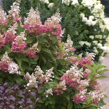 Hydrangea paniculata 'Pinky Winky™ ' - Hydrangea