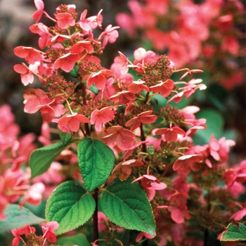 Quick Fire® Panicle Hydrangea