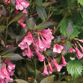 Weigela florida ''Bramwell'' PP18513 (Weigela) - Fine Wine® Weigela