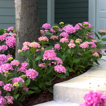 Reblooming Hydrangea - Let's Dance® Moonlight