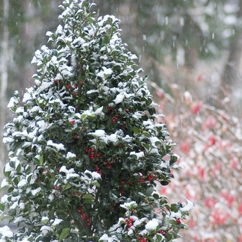 Ilex x meserveae ''Hachfee'' PP14,310 (Blue Holly) - Castle Spire® Blue Holly