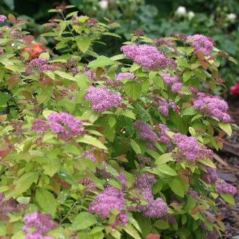 Spiraea ''Tracy'' PP21588, Can 4073 (Spirea) - Double Play Big Bang®