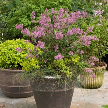 Syringa ''Penda'' PP20575, Can 4071 (Reblooming Lilac) - Bloomerang® Purple
