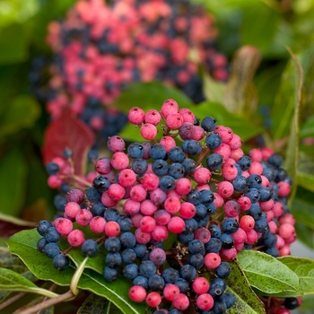 Viburnum nudum ''Bulk'' Bulk (Viburnum) - Brandywine™ Viburnum