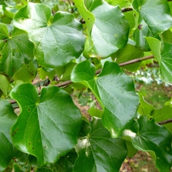 Cercis canadensis var. texensis ''Oklahoma'' (Redbud) - Oklahoma Redbud