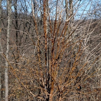 Chionanthus retusus (Chinese Fringetree) - Chinese Fringetree