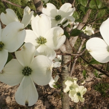 Cornus florida ''Cherokee Princess'' (Dogwood) - Cherokee Princess Dogwood