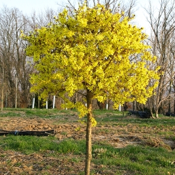 Forsythia x intermedia ''Spring Glory'' (Forsythia) - Spring Glory Forsythia