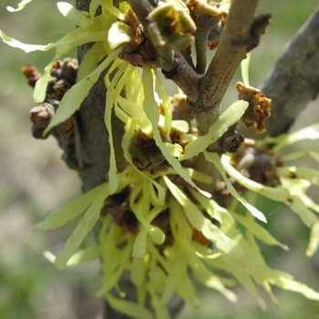 Hamamelis x intermedia ''Arnold''s Promise'' (Witch Hazel) - Arnold''s Promise Witch Hazel