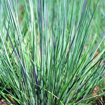 Schizachyrium scoparium ''Prairie Blues'' (Little Bluestem) - Prairie Blues Little Bluestem