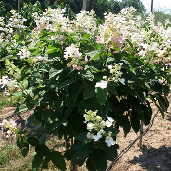 Hydrangea paniculata ''Pink Diamond'' (Hardy Hydrangea) - Pink Diamond Hardy Hydrangea