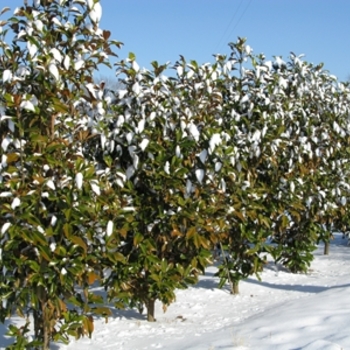 Magnolia grandiflora ''Bracken''s Brown Beauty'' (Magnolia) - Bracken''s Brown Beauty Magnolia