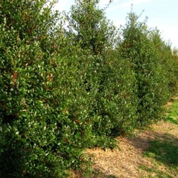 Ilex x attenuata ''Fosteri'' (Foster Holly) - Fosteri Foster Holly