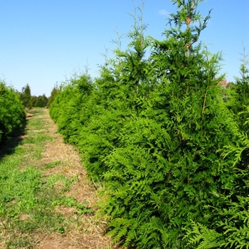 Leyland Cypress