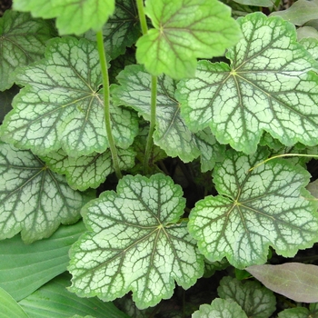 Heuchera americana ''Dale''s Strain'' (Coral Bells) - Dale''s Strain Coral Bells