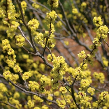 Lindera benzoin (Spicebush) - Spicebush