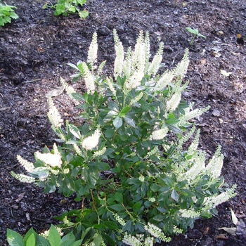 Clethra alnifolia 'Hummingbird' - Summersweet