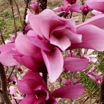 Magnolia ''Jane'' (Magnolia) - Little Girl Jane