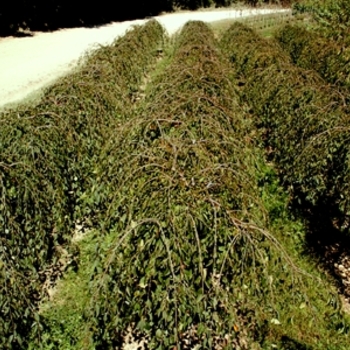 Prunus ''Snofozam'' (Weeping Cherry) - Snow Fountains® Weeping Cherry