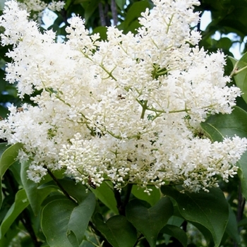Ivory Silk Japanese Tree Lilac