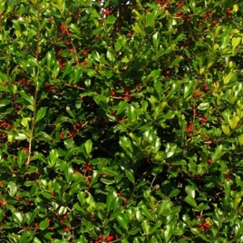 Ilex opaca ''Greenleaf'' (American Holly) - Greenleaf American Holly