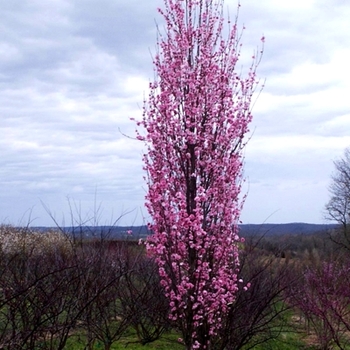 Prunus persica ''Corinthian Rose'' 11564 (Corinthian Rose) - Corinthian Rose Corinthian Rose