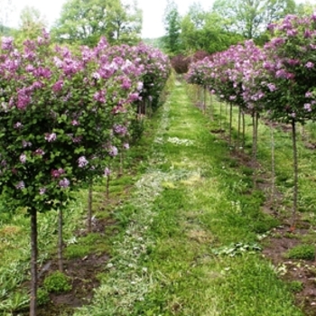 Syringa meyeri ''Palibin'' (Dwarf Korean Lilac) - Palibin Dwarf Korean Lilac