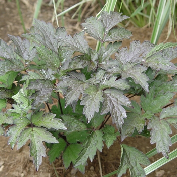 Cimicifuga ramosa - Bugbane