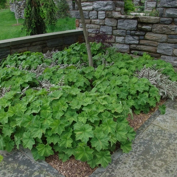 Heuchera Autumn Bride - Coral Bells