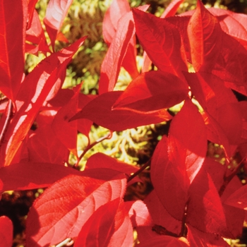Itea virginica ''Henry''s Garnet'' (Henry''s Garnet) - Henry''s Garnet Henry''s Garnet