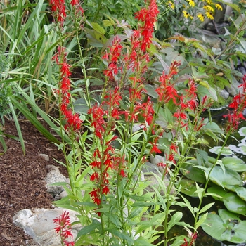 Lobelia cardinalis (Cardinal Flower) - Cardinal Flower