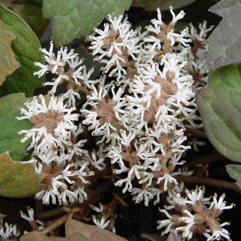 Pachysandra terminalis (Japanese Spurge) - Japanese Spurge