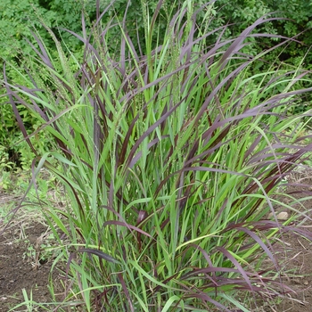 Panicum virgatum ''Shenandoah'' (Switch Grass) - Shenandoah Switch Grass