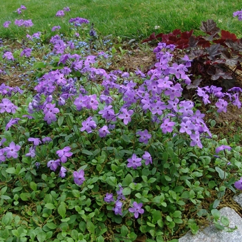 Phlox stolonifera - ''Sherwood Purple'' Creeping Phlox