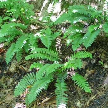 Polystichum acrostichoides (Christmas Fern) - Christmas Fern