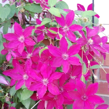 Clematis 'Ernest Markham' - Clematis