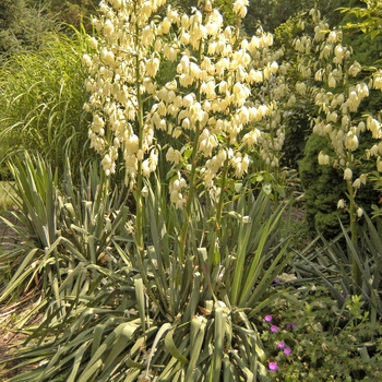 Yucca filamentosa (Adam''s Needle) - Adam''s Needle
