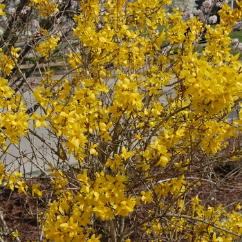 Forsythia x intermedia ''Lynwood'' (Forsythia) - Lynwood Forsythia