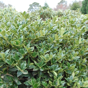 Ilex cornuta ''Carissa'' (Chinese Holly) - Carissa Chinese Holly