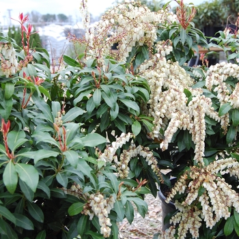 Pieris japonica - ''Mountain Fire'' 