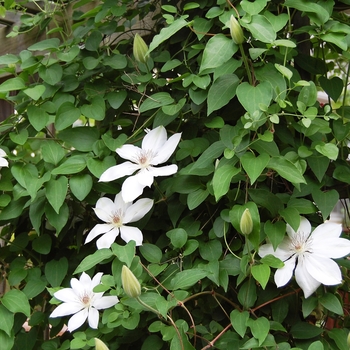 Clematis hybrid 'Henryi' - Hybrid Clematis