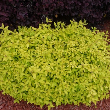 Spiraea japonica ''Goldmound'' (Spirea) - Goldmound Spirea