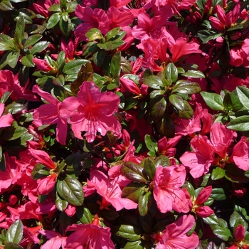 Rhododendron Carla hybrid - 'Sunglow' Azalea